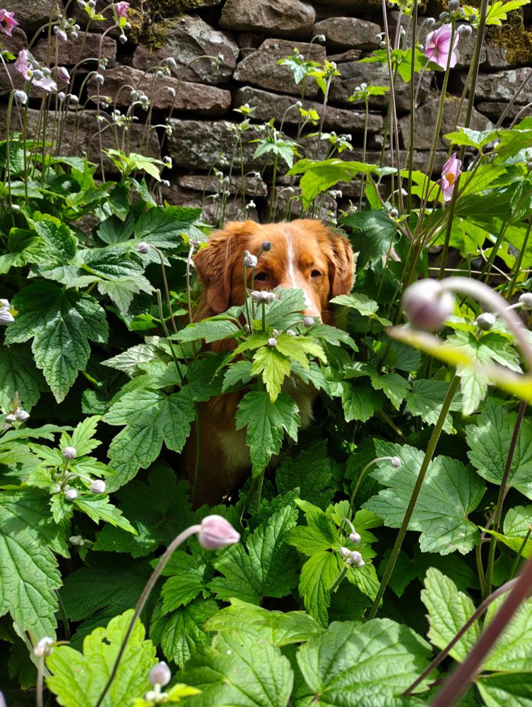 Meirg the dog hiding amongst the flowers