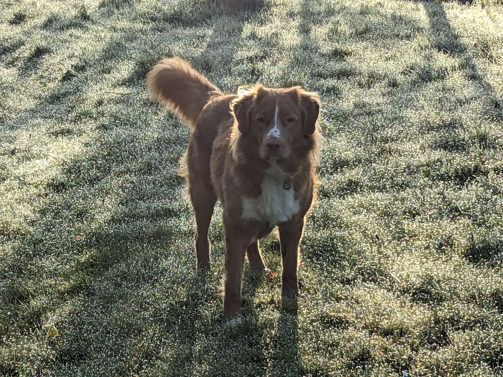 Young duck toller poses on wet grass
