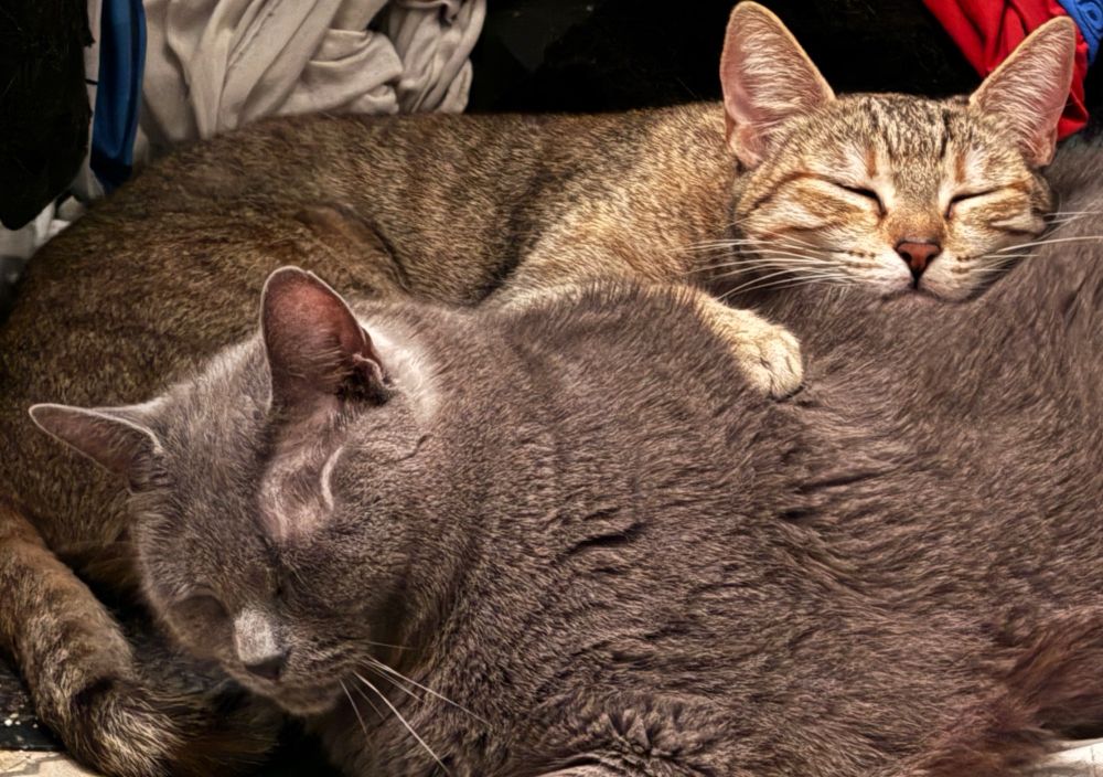 Eine hell getigerte Katze liegt mit Kopf und Pfote auf einer größeren grauen Katze.  