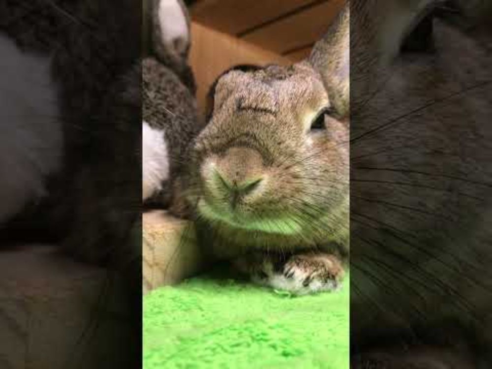 まばたき💕🐰, #うさぎ #ウサギ #うさぎと暮らす#うさぎのいる生活 #うさぎ大好き , #ネザーランドドワーフ, #bunny  #bunnylove, #ペット #ペットのいる生活 #どうぶつ #pet #petstagram #petlovers