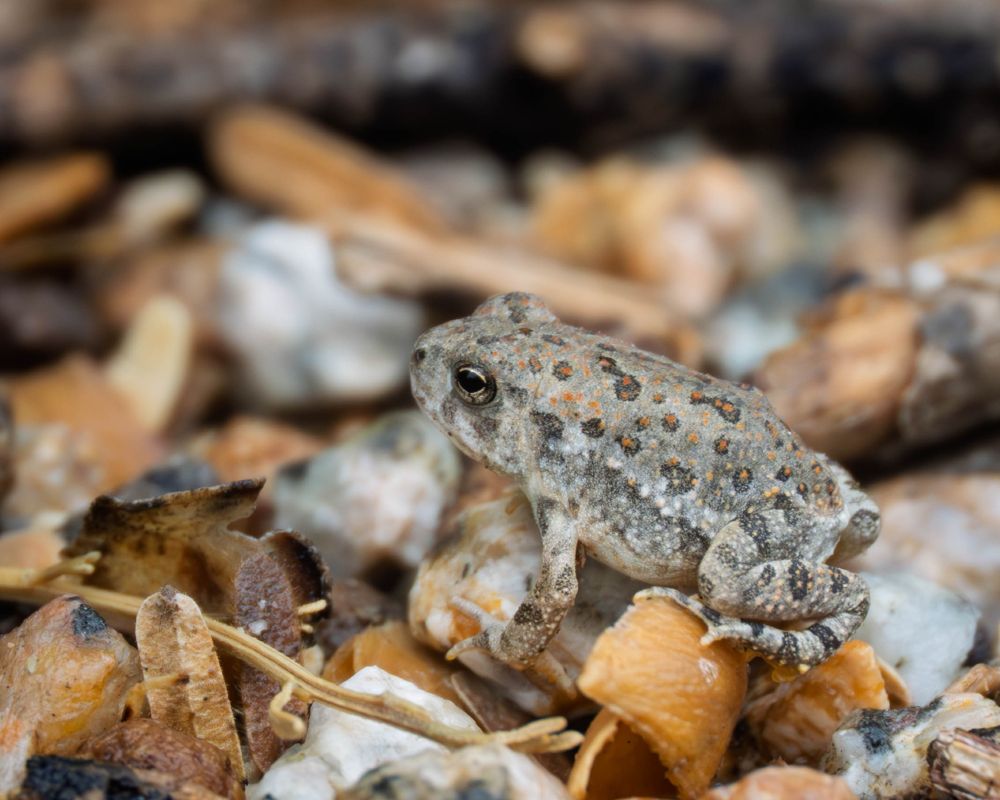 A small frog sits on a pebble with leaves and a stick around it.