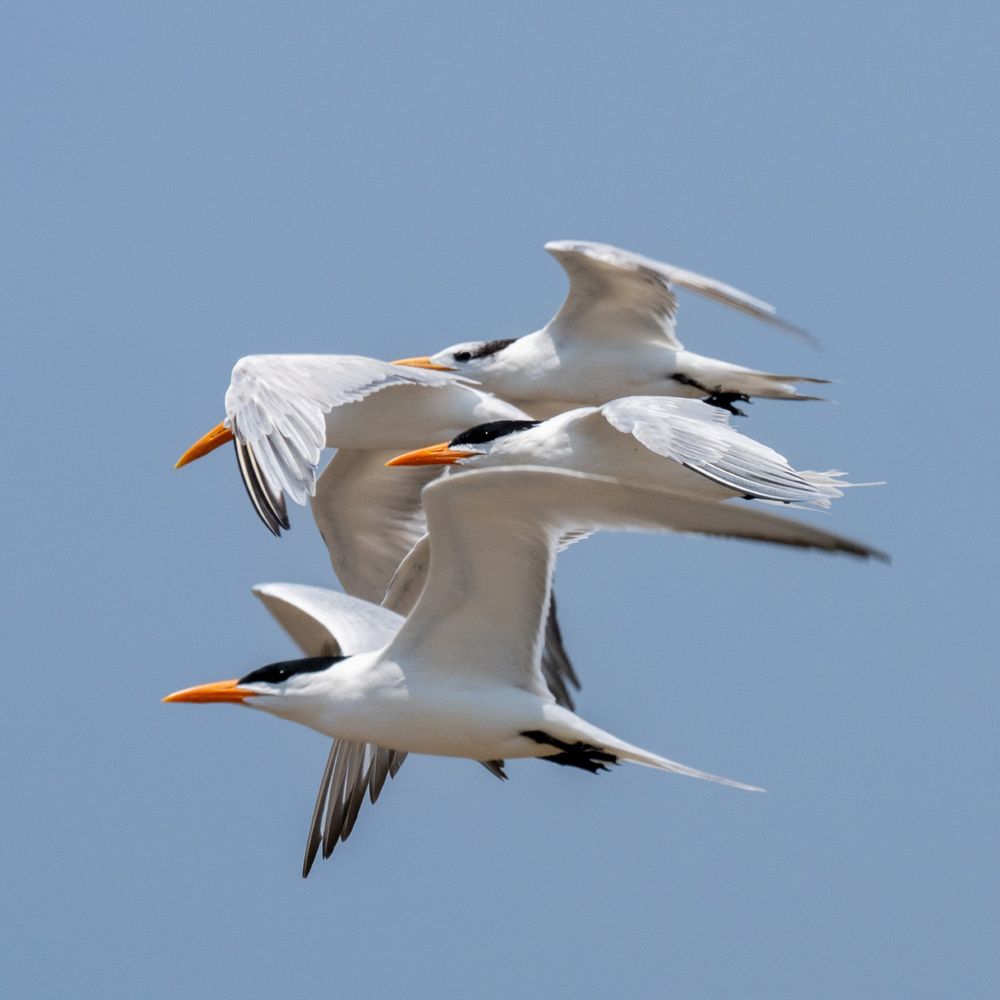 Four elegant terns flying in very close proximity to each other.