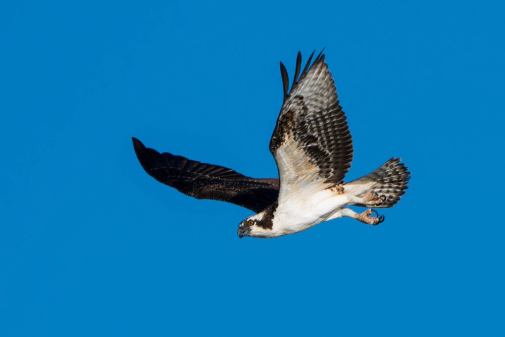 An osprey flies through a clear sky with wings extended.