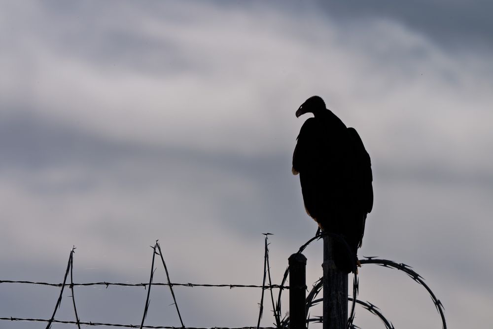 Silhouette of a turkey vulture sitting on a razor wire fence.