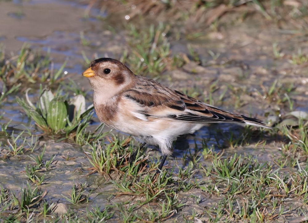 A beautiful Snow Bunting in summer plumage popped down to a path for a drink in a puddle.  
