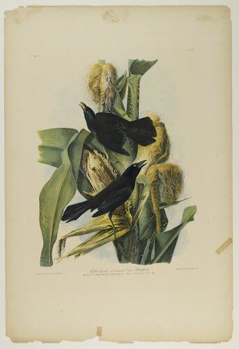 Purple Grackle or Common Crow Blackbird