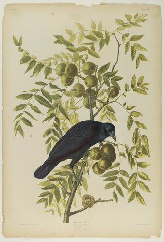 American Crow