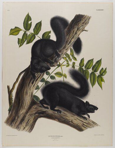 Black Squirrel