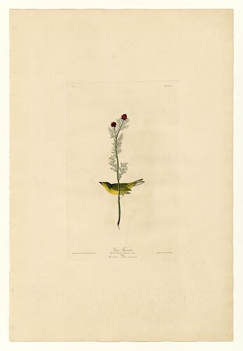 Plate 9 Selby's Flycatcher