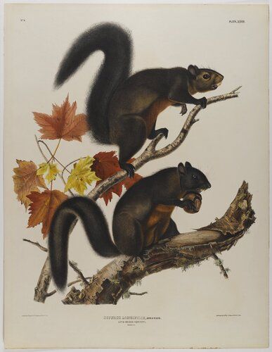 Long Haired Squirrel