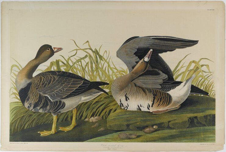 White-fronted Goose