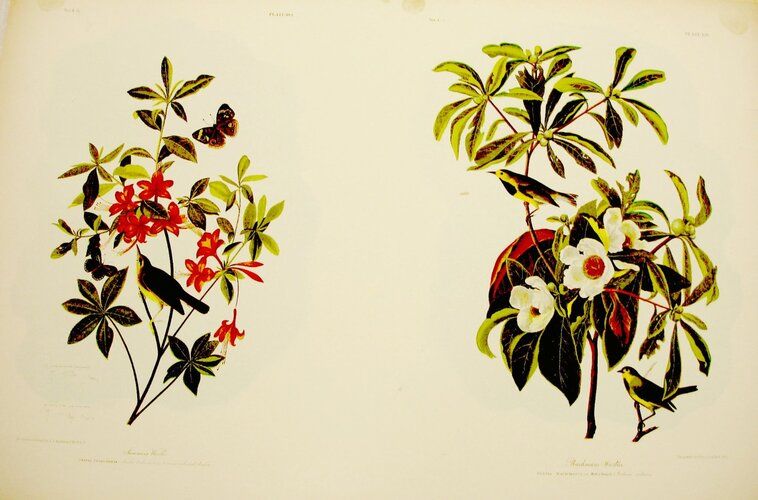 Swainson's Warbler and Backman's Warbler