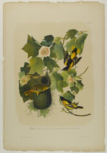 Baltimore Oriole
