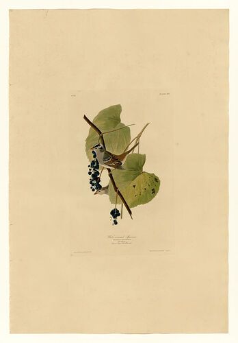 Plate 114 White-crowned Sparrow