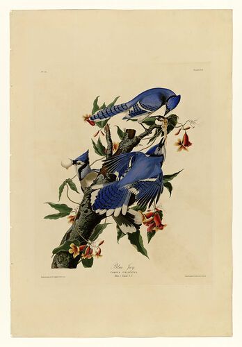 Plate 102 Blue Jay