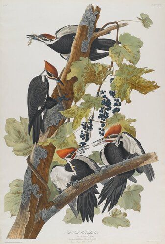 Pileated Woodpecker