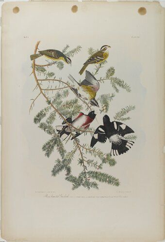 Rose-breasted Grosbeak