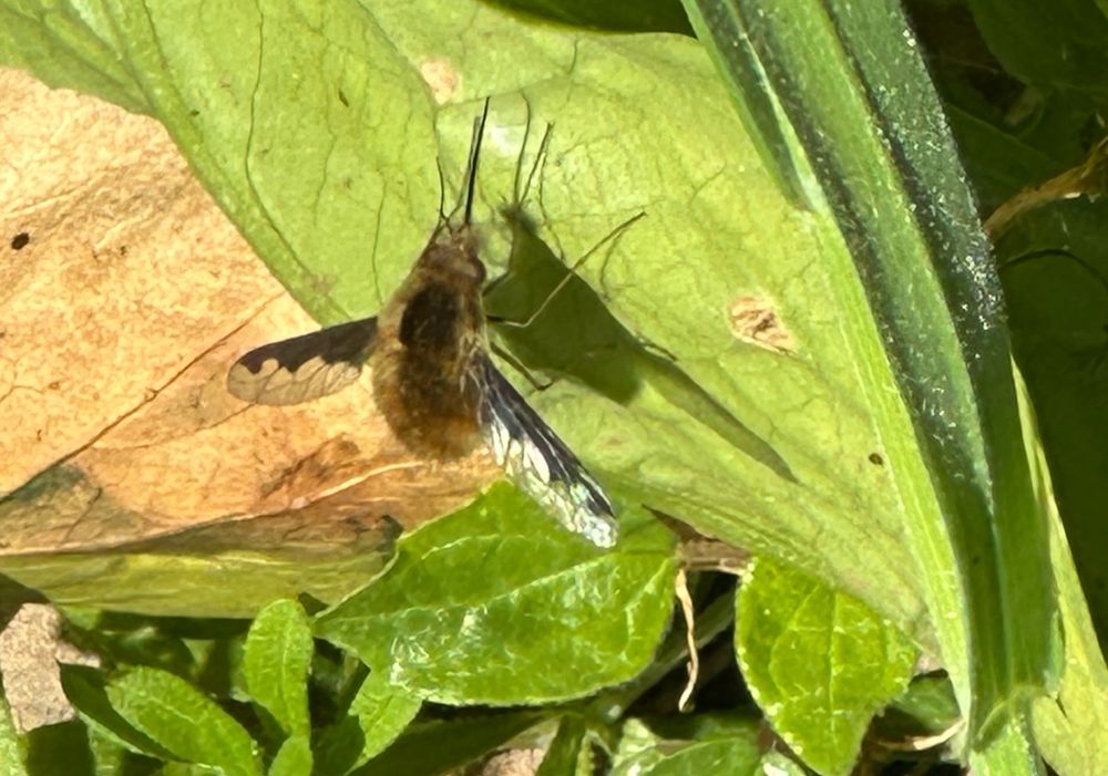 Dark-edged Beefly, a bee mimic on a leaf.