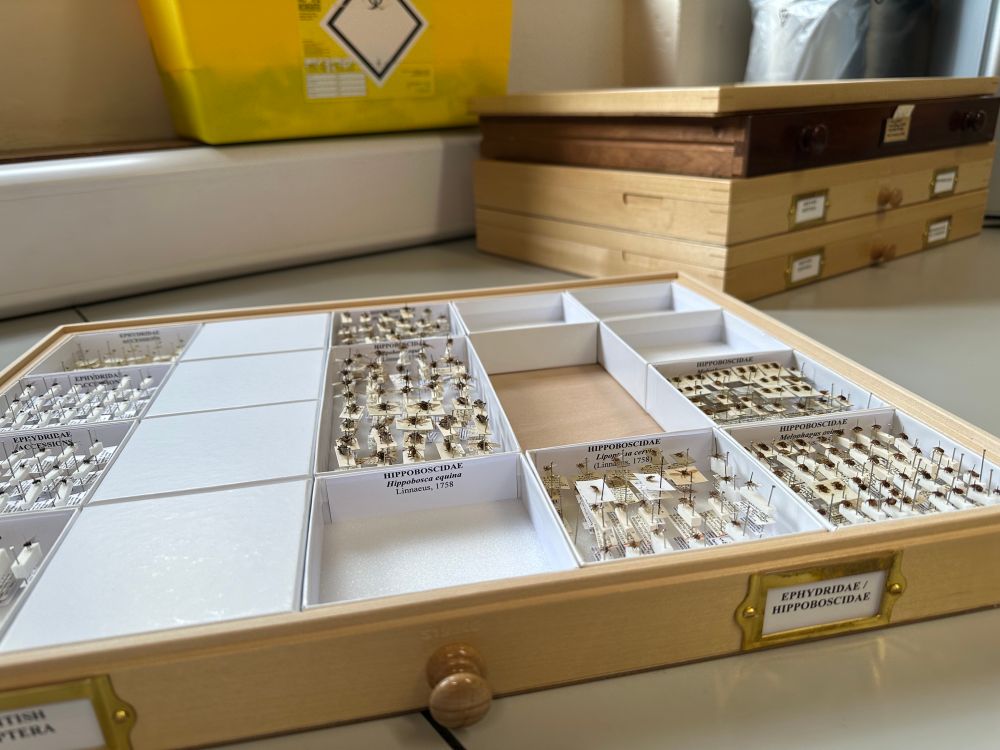 Museum drawers of flies
