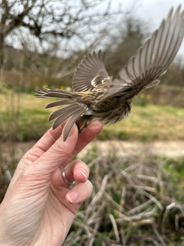 Small bird flying from a human hand