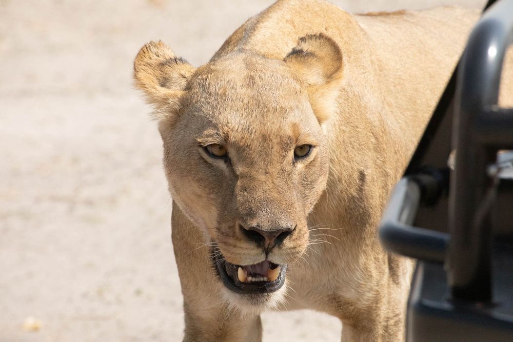 Curiosity and attention that the lioness expressed while coming so close to the our jeep. At Chobe National Park, Botswana. 