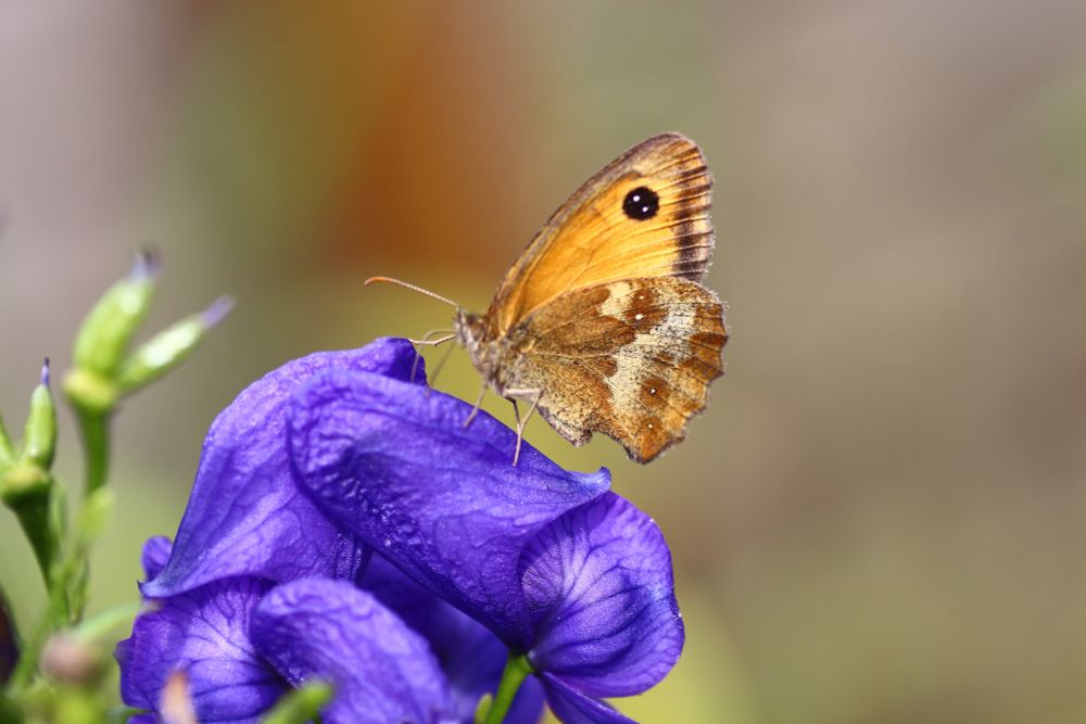 Gatekeeper butterfly.