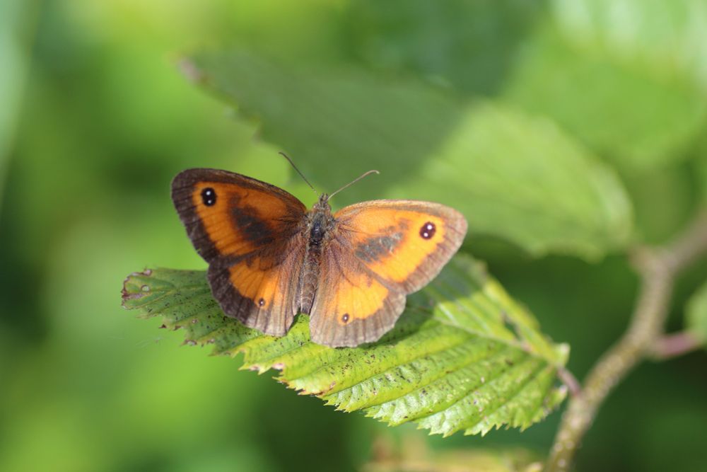 Male Gatekeeper butterfly.