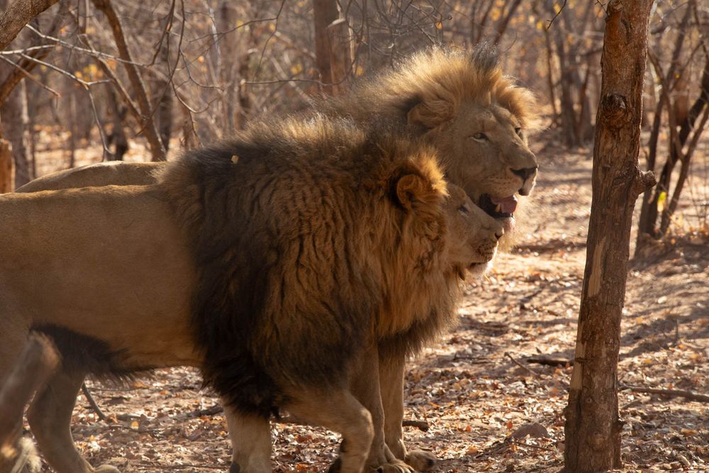The same two lions with a calm and seemingly happy interactions between the two predators. At Fuller National Park, Zimbabwe.