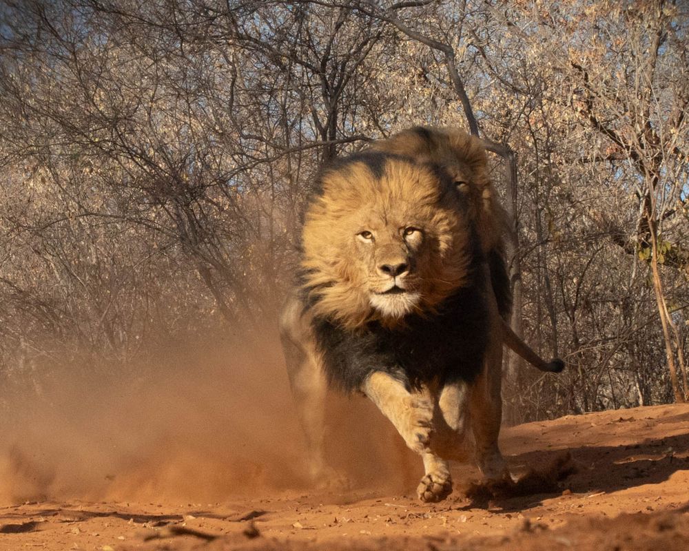 The two brothers, two male lions rescued at the Fuller National Park, Zimbabwe. This shot was taken during their feeding time from a hide - unforgettable moments to witness the powerful predators.