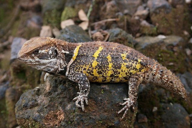 picture of a weapontail lizard