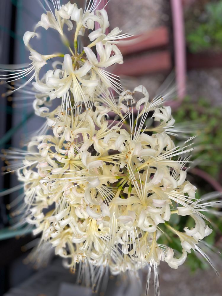 曼珠沙華
spider lily