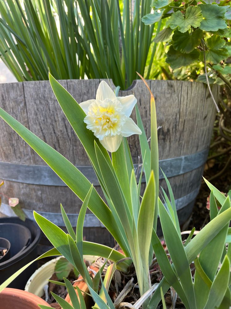 A creamy daffodil in bloom. 