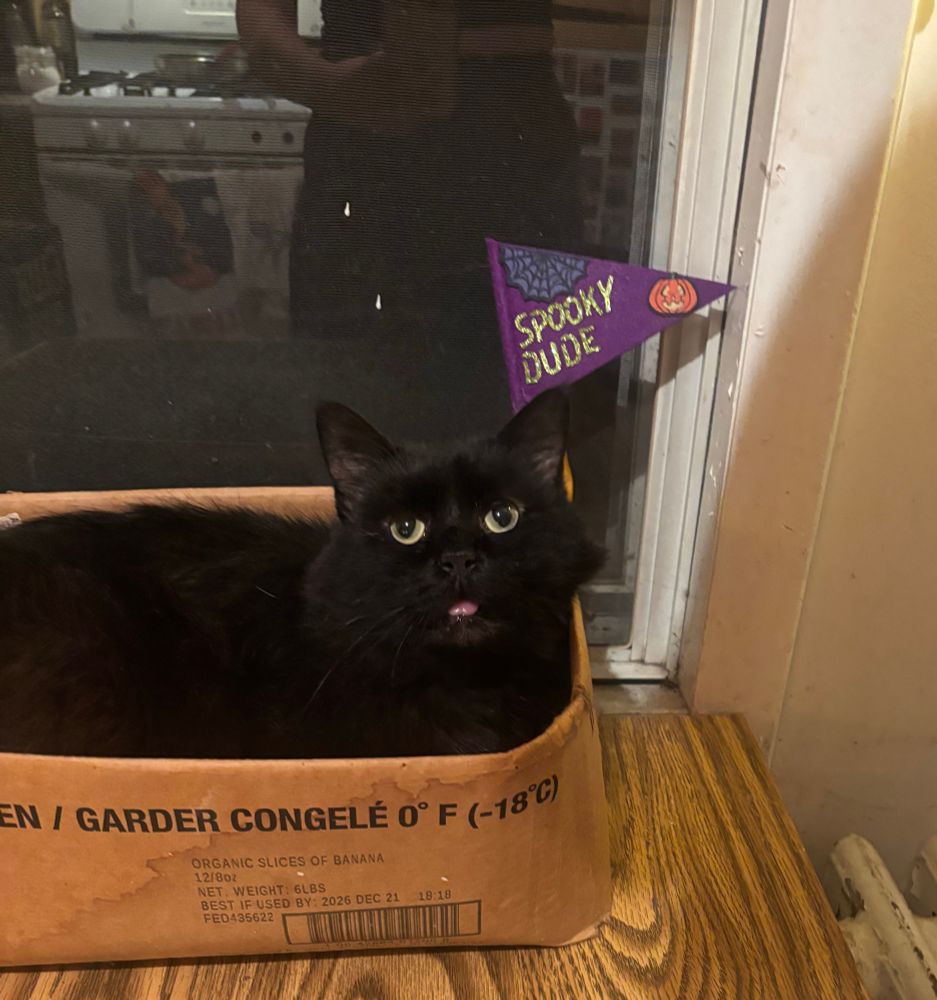 Black cat with sad eyes and who nose with a spooky dude pennant 