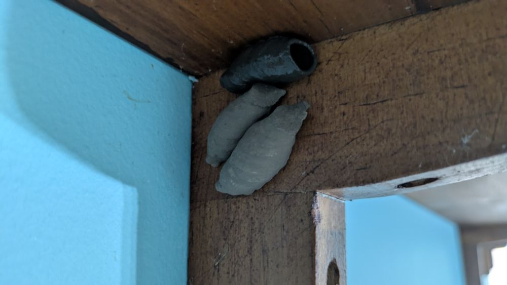 Three mud tubes made by mud wasps in the underside of a shelf. Two are older and dry, the third is fresh and wet.