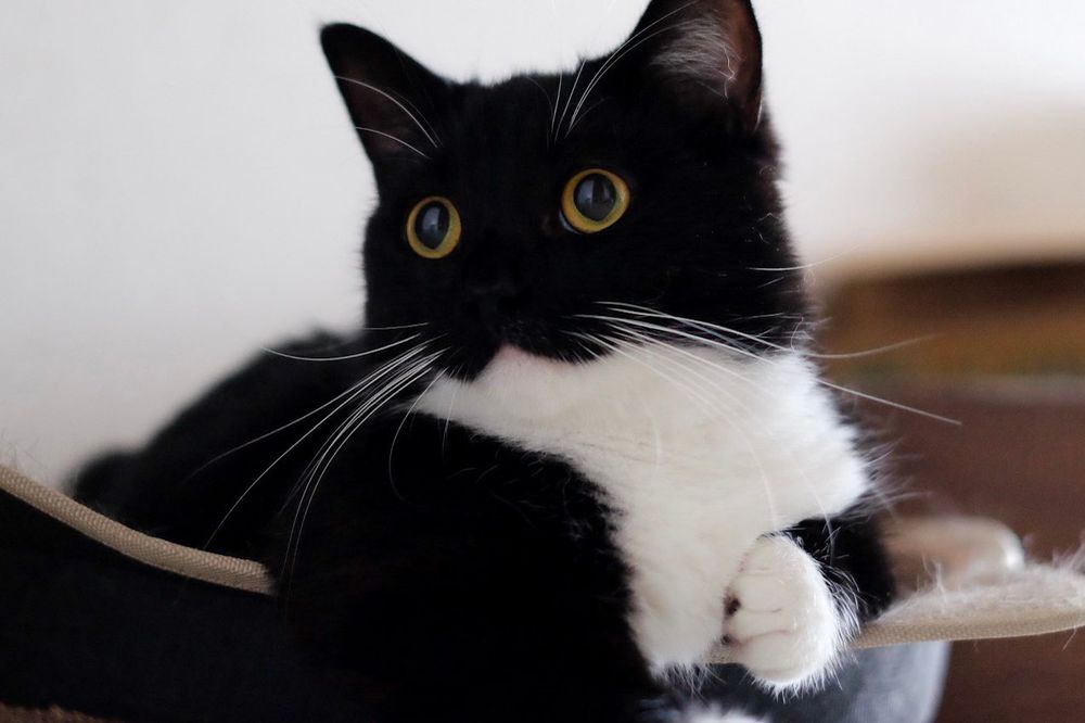 photo of a cat, from x.com/unicouniuni3