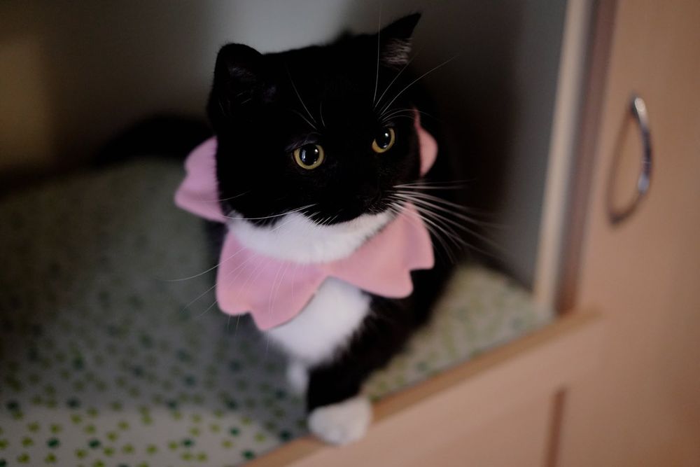 photo of a cat, from x.com/unicouniuni3