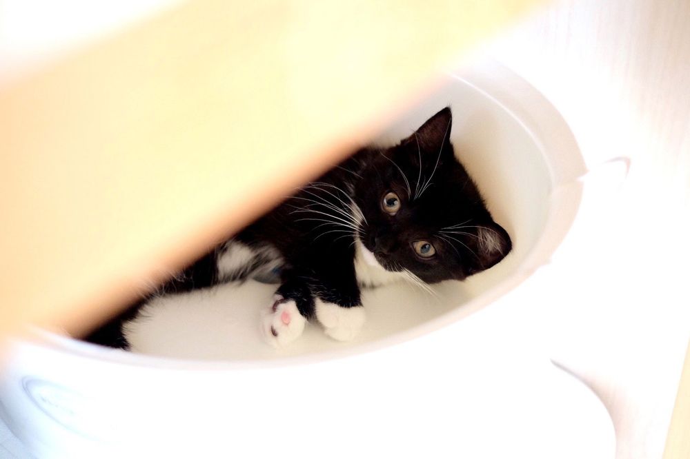 photo of a cat, from x.com/unicouniuni3