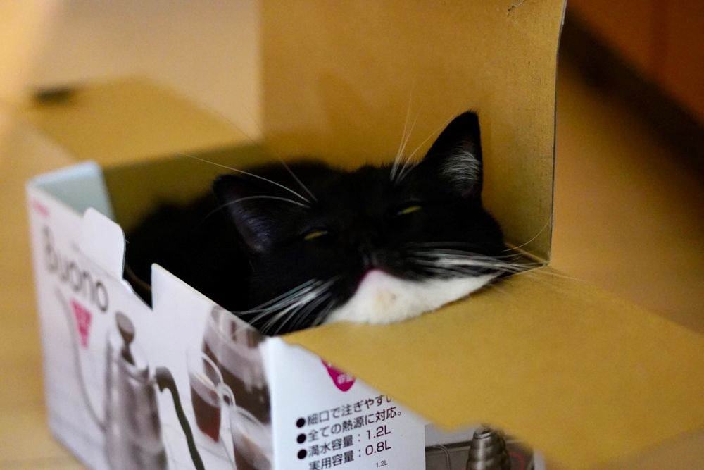 photo of a cat, from x.com/unicouniuni3