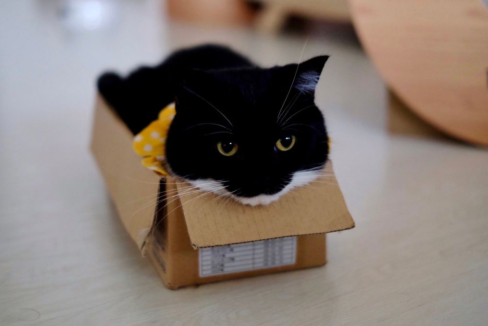 photo of a cat, from x.com/unicouniuni3