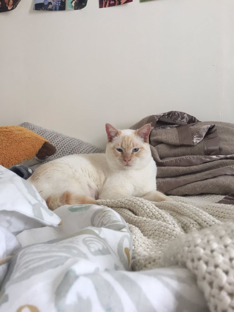 photo of a cat, from x.com/goodboyalfie/status/1175201231758749696