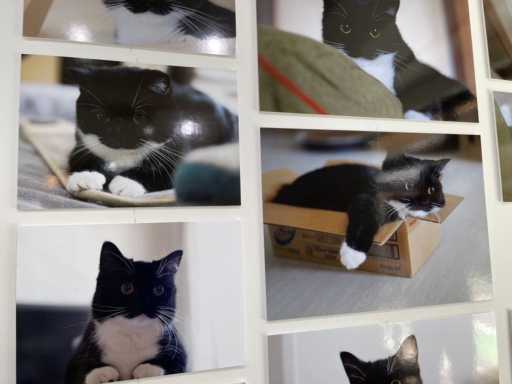 photo of a cat, from x.com/unicouniuni3
