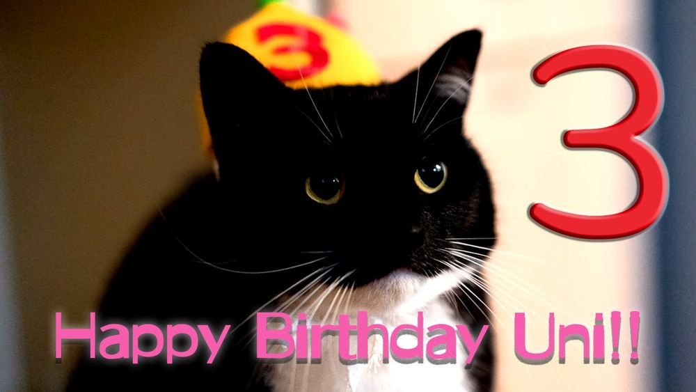 photo of a cat, from x.com/unicouniuni3