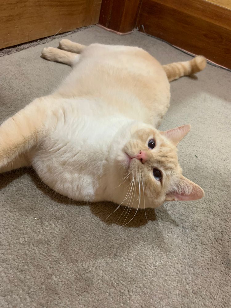 photo of a cat, from x.com/goodboyalfie/status/1288933044896768000