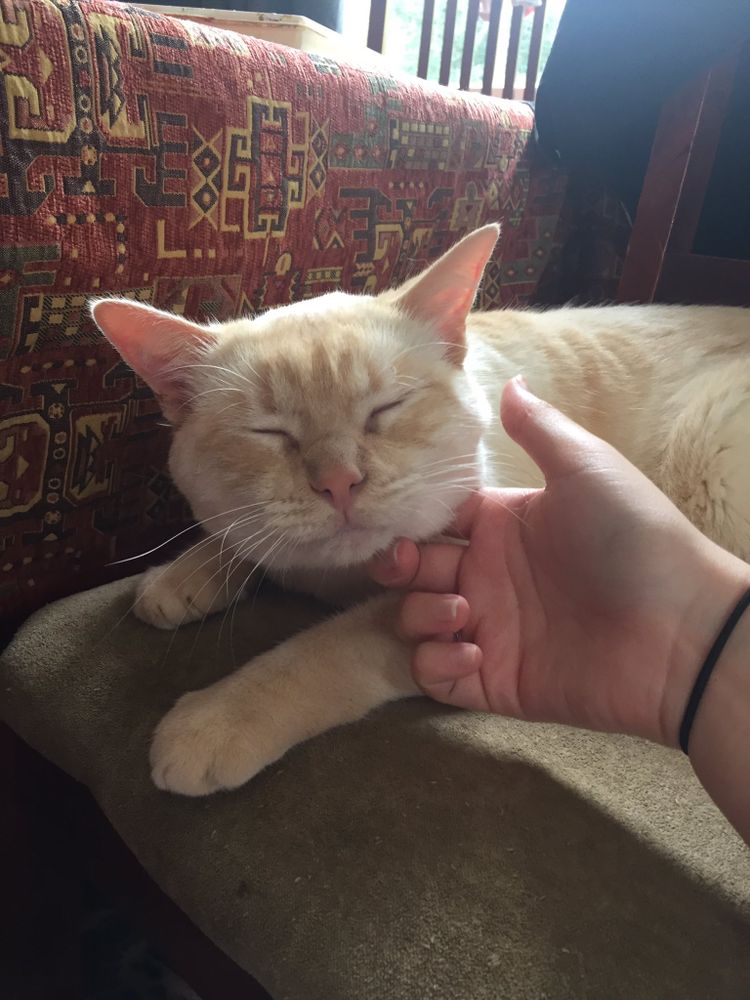 photo of a cat, from x.com/goodboyalfie/status/1213551280024514560