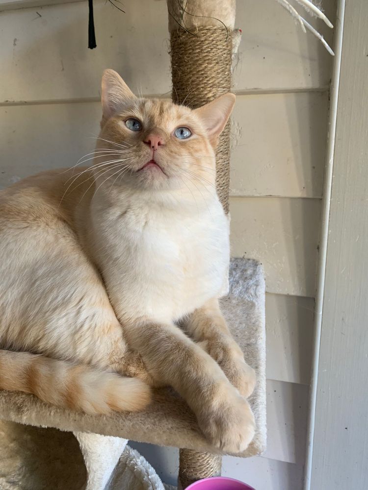 photo of a cat, from x.com/goodboyalfie/status/1349111711282782208