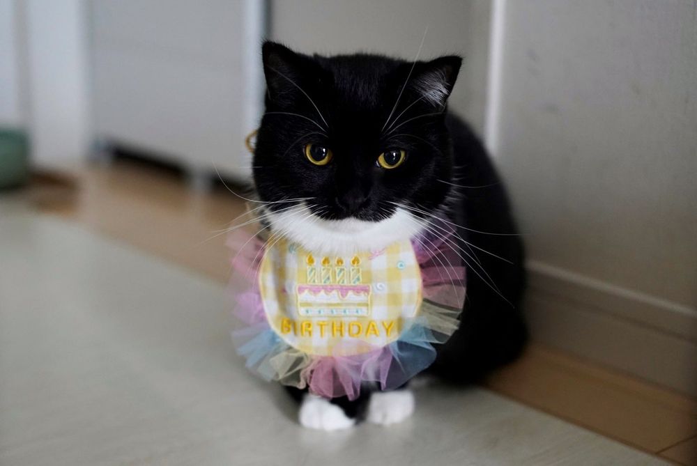 photo of a cat, from x.com/unicouniuni3