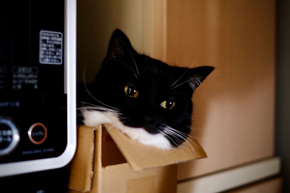 photo of a cat, from twitter.com/unicouniuni3