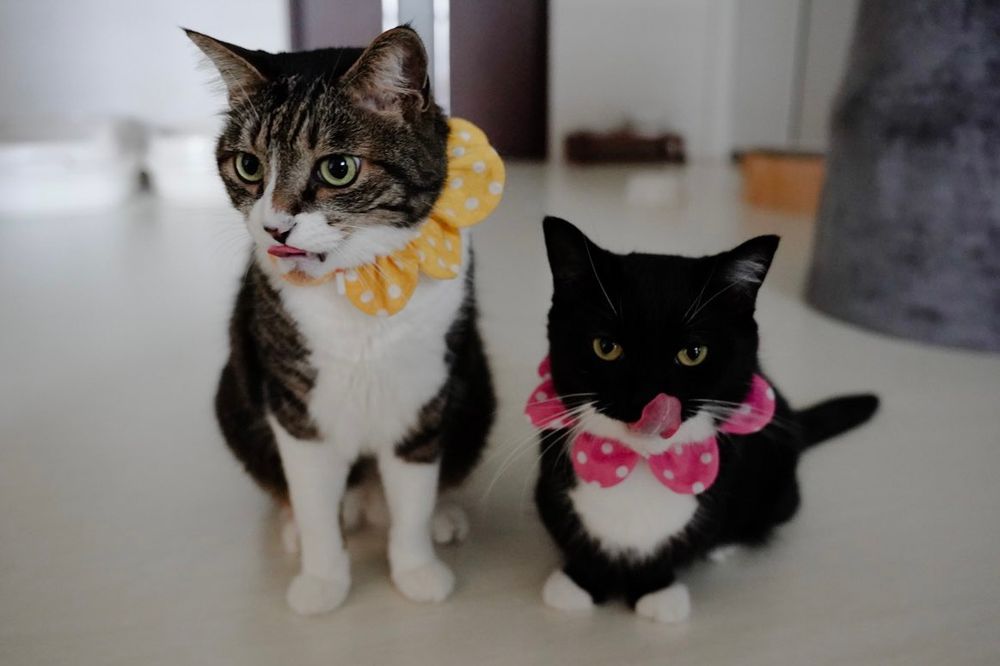 photo of a cat, from x.com/unicouniuni3