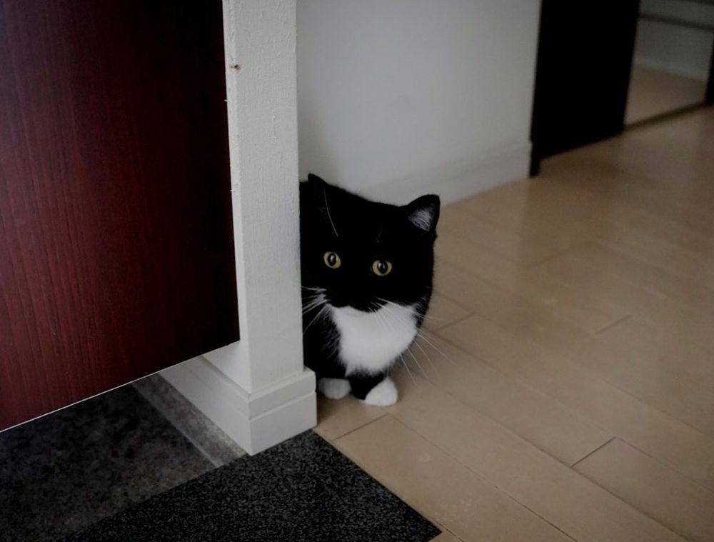 photo of a cat, from x.com/unicouniuni3