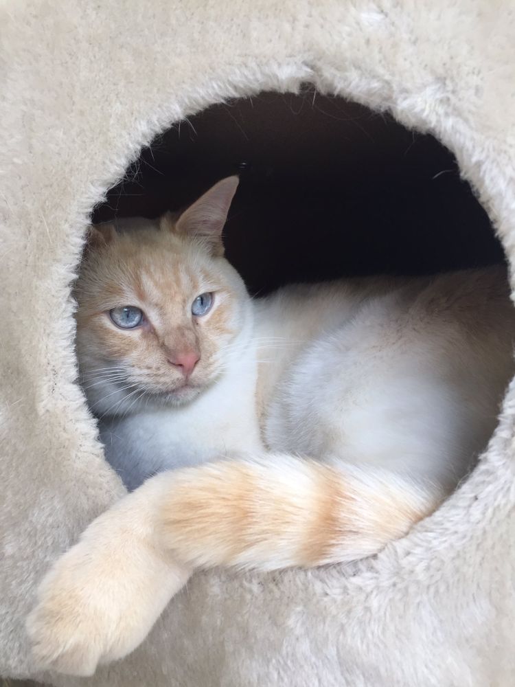 photo of a cat, from x.com/goodboyalfie/status/1190394593201672193